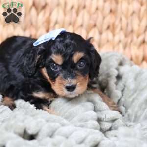 Rainbow, Cavapoo Puppy